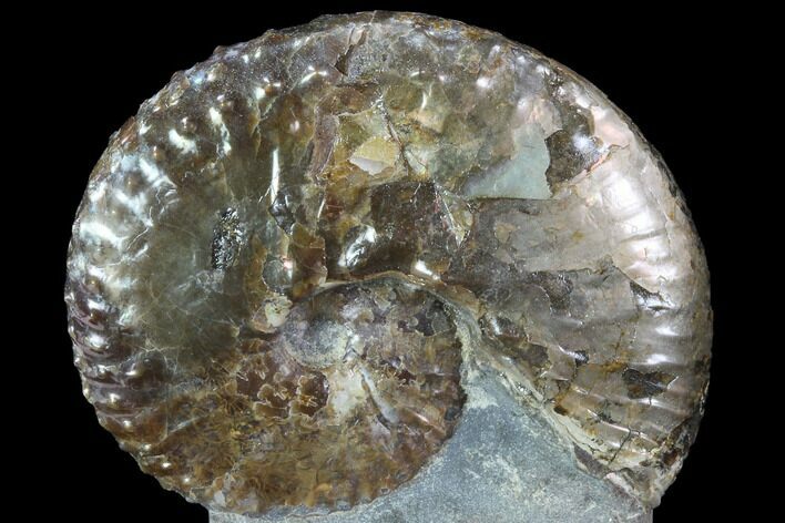 Iridescent Discoscaphites Ammonite - South Dakota #86213